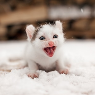 smiling cute kitten